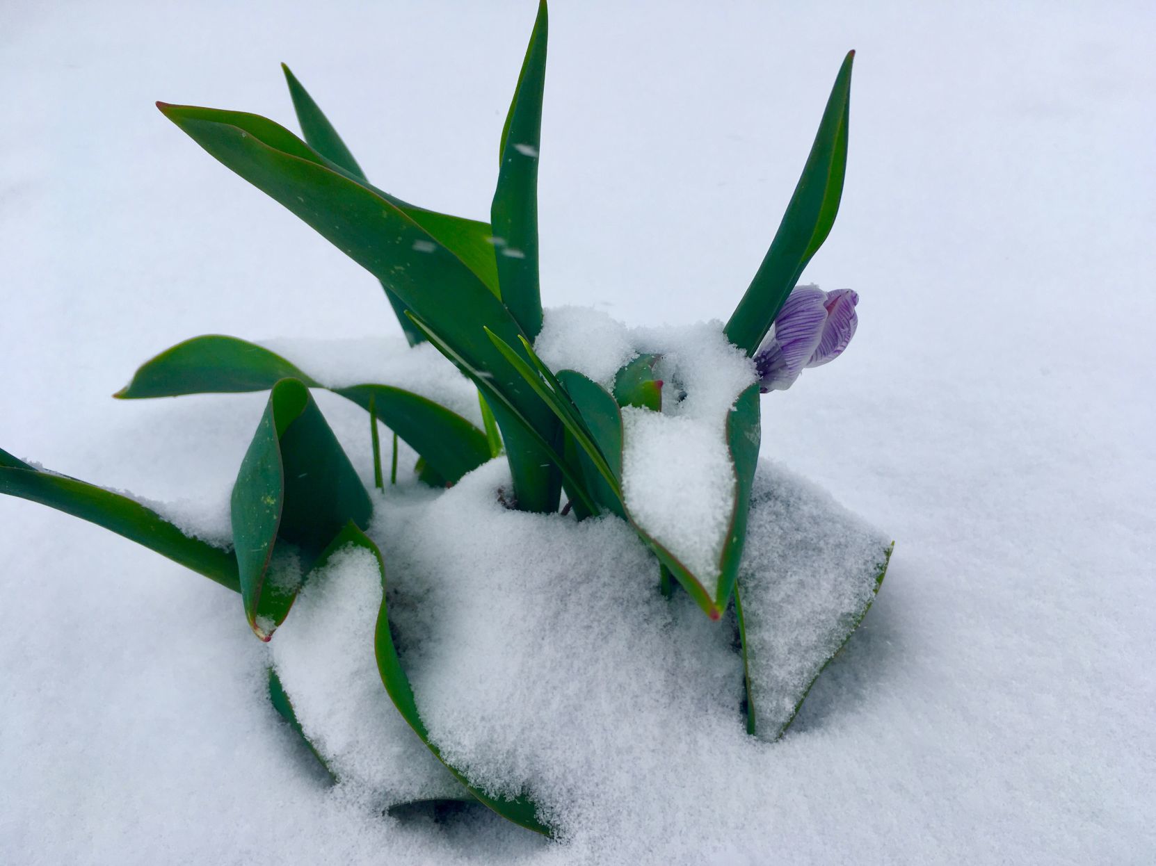 Easter Snow